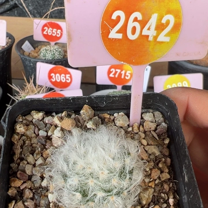 实生丽光殿一棵2642