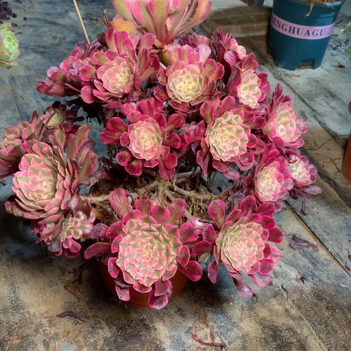 安*?92红铜白多肉一物一拍