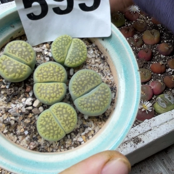 595绿巴厘母本带盆ll