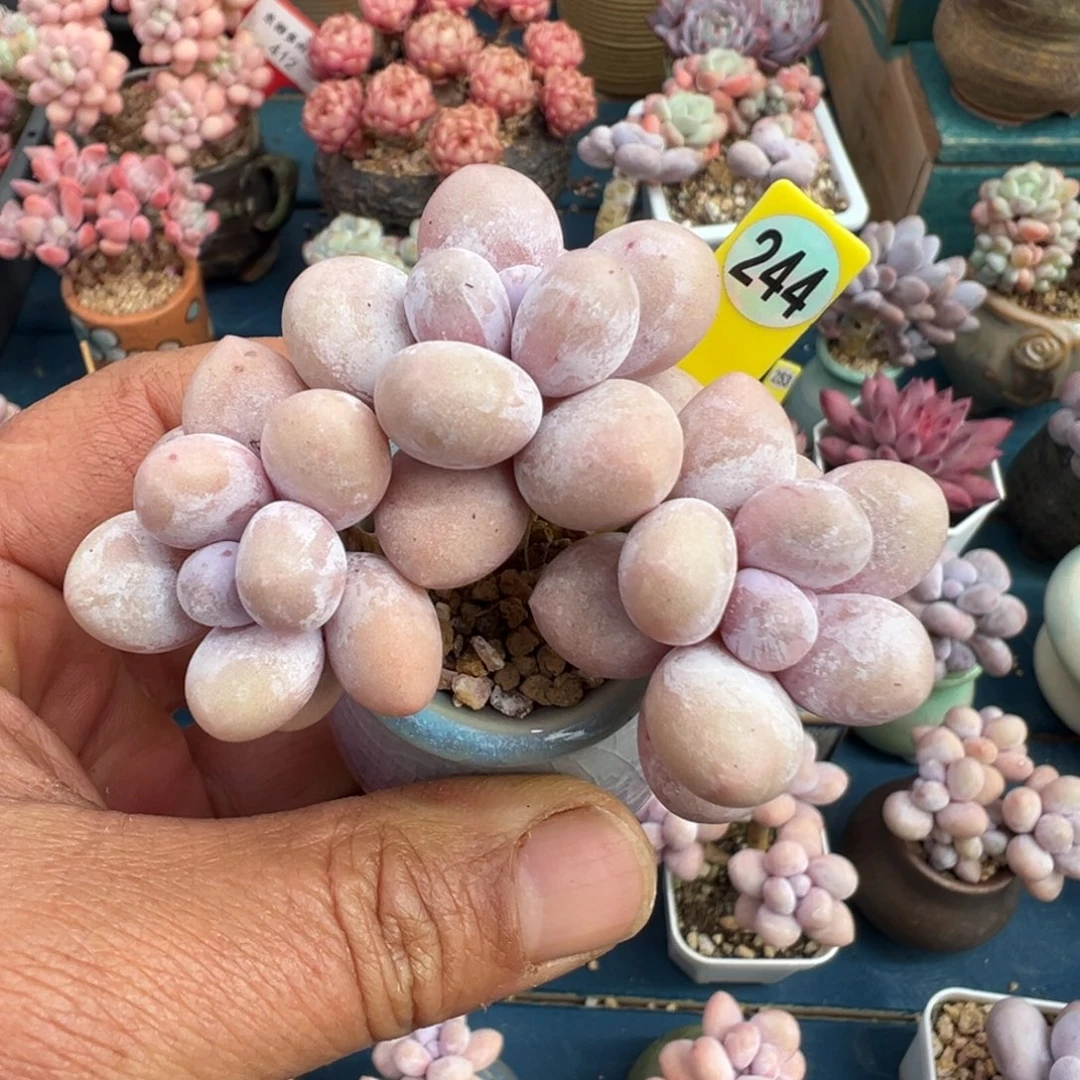 244号水光针奶酪无砍带盆土发