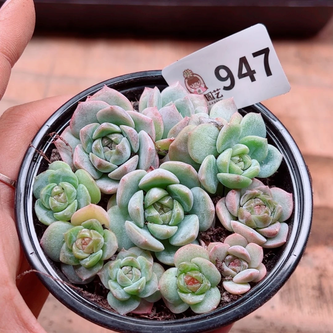 多肉植物多肉植物