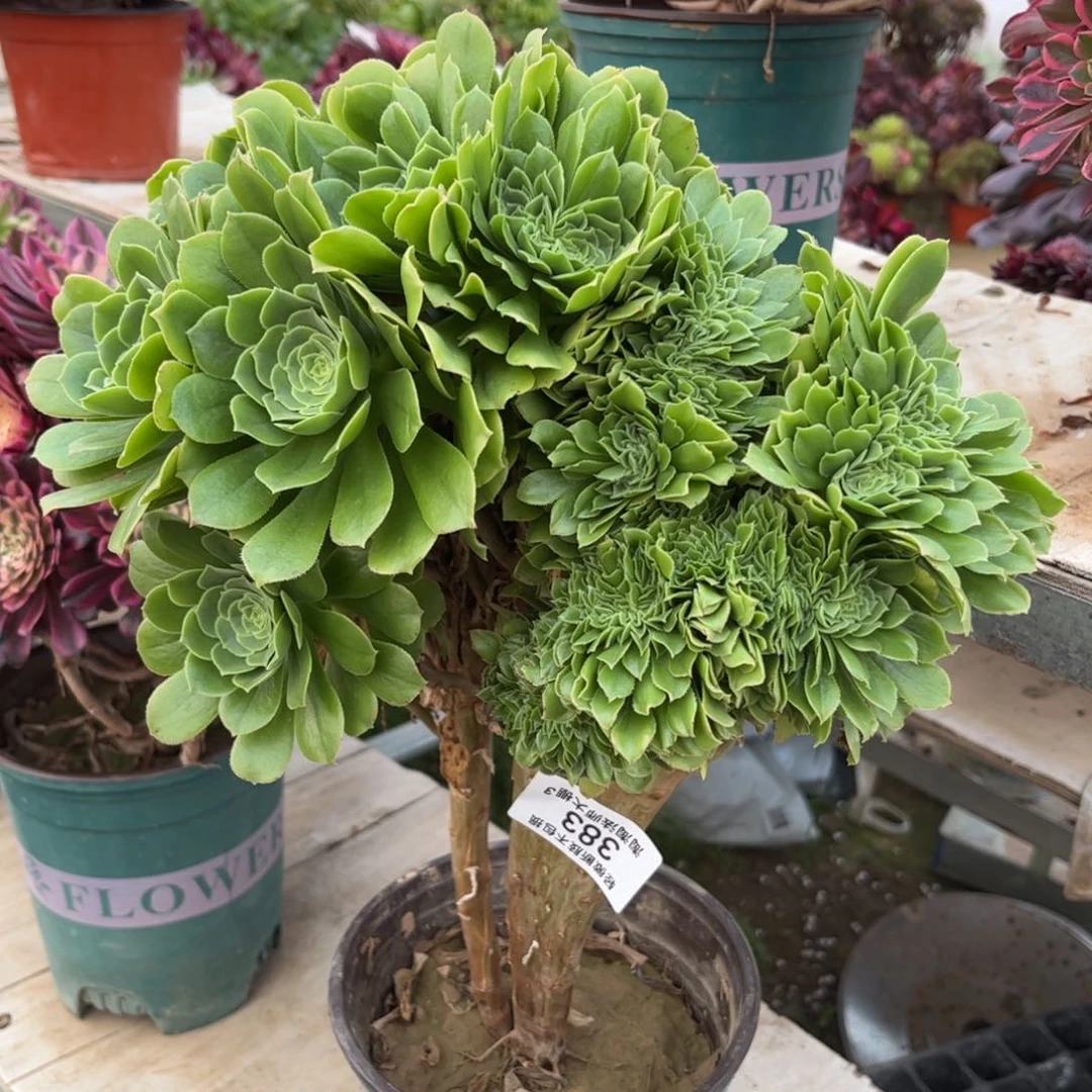 383绿羊绒缀化多肉植物法师