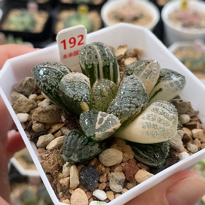 192摩多寿锦一物一拍