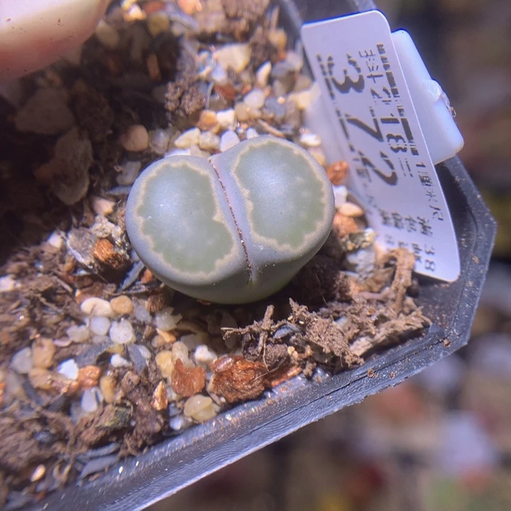 精品生石花218.372高特