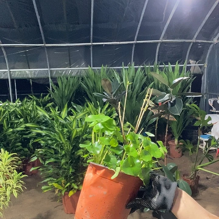 完全开放处理3盆铜钱草