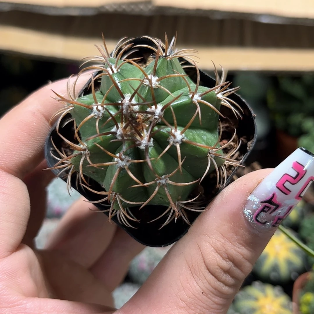 魔云单头发货有根发货