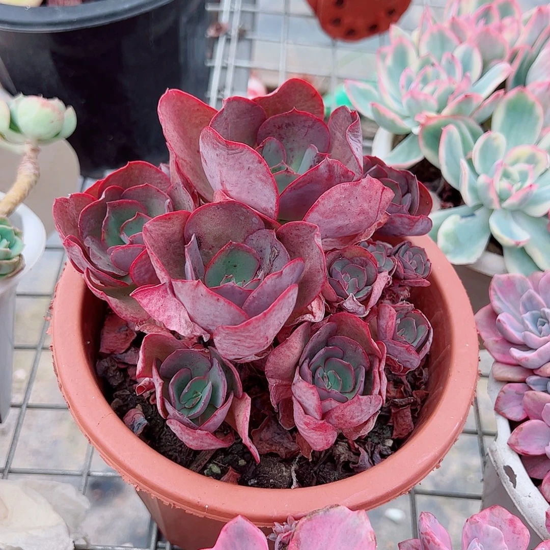 小叶秀妍玫瑰多头造型精品