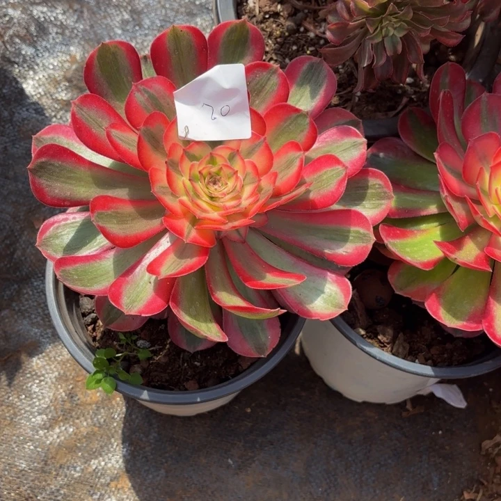 @***心云南荔枝好看20号