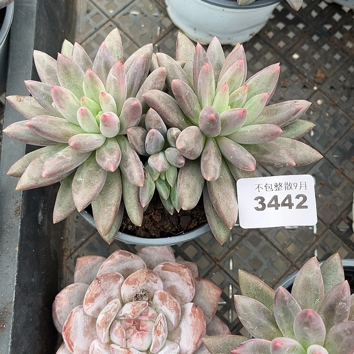 阿雅园艺。      3442虞美人