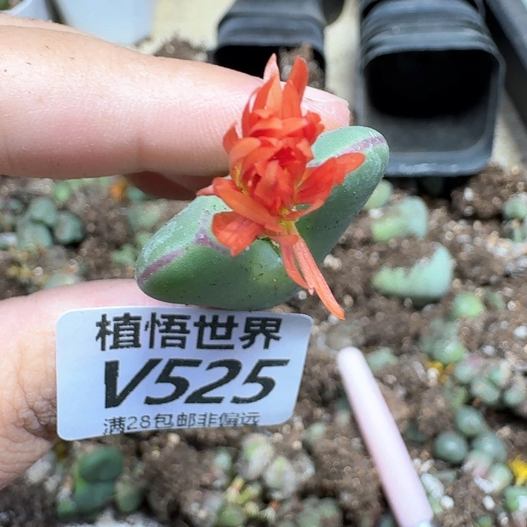 多肉植物的润泽fb