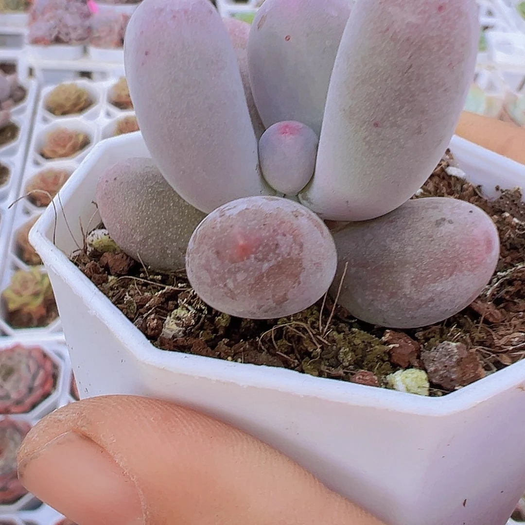 米可奶19包邮多肉植物