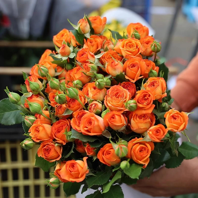 【橙芭比】云南斗南基地现采现发品质好橙芭比多头玫瑰10支