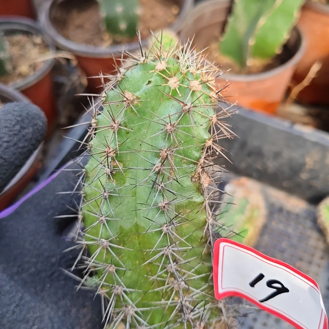 黄花鹿角柱属虾侧芽19福