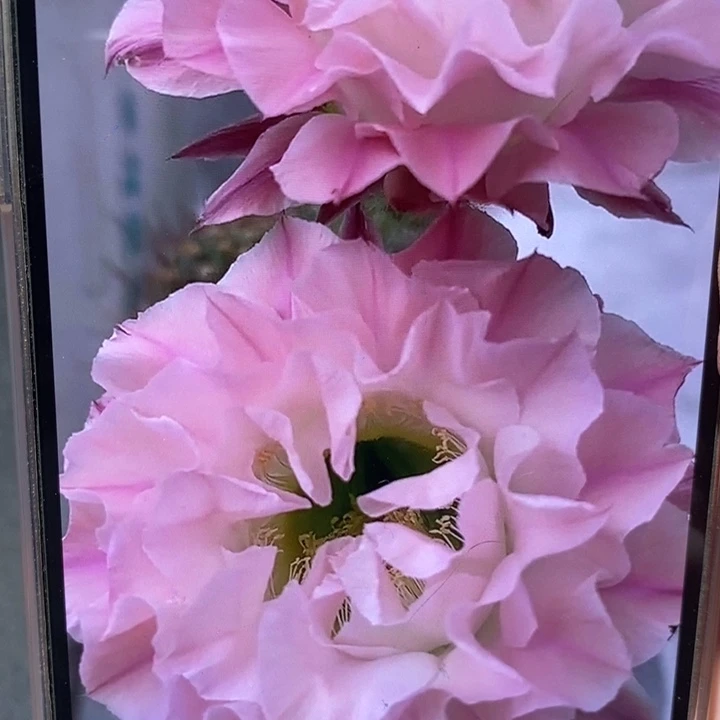 香香新品2516侧芽4公分左右