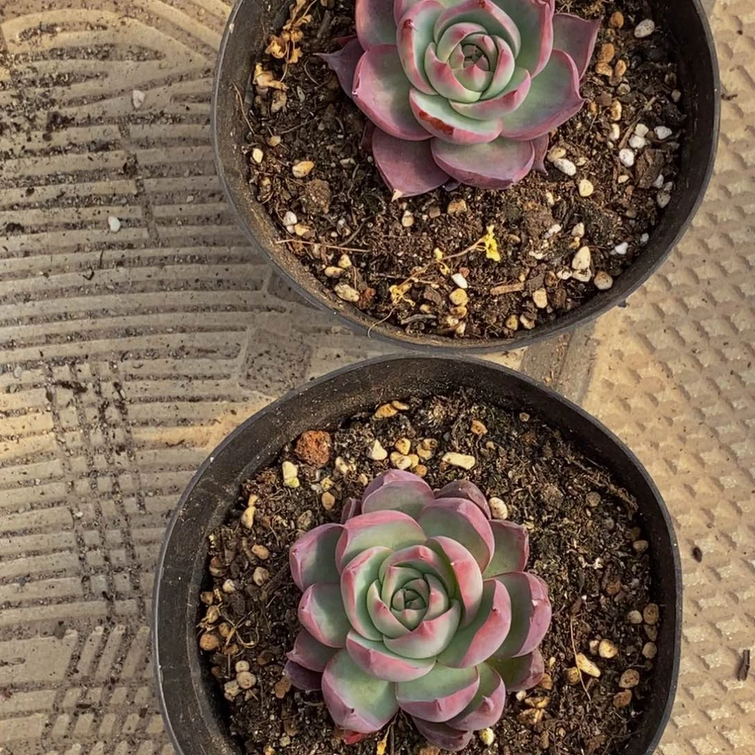 曼**华多肉植物一物一拍