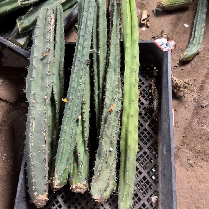 308黑刺瘦无根侧牙30公分左右，20包邮