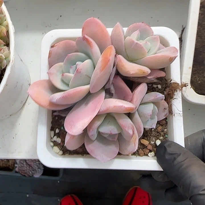 青蛙王子儿童牙膏套装11