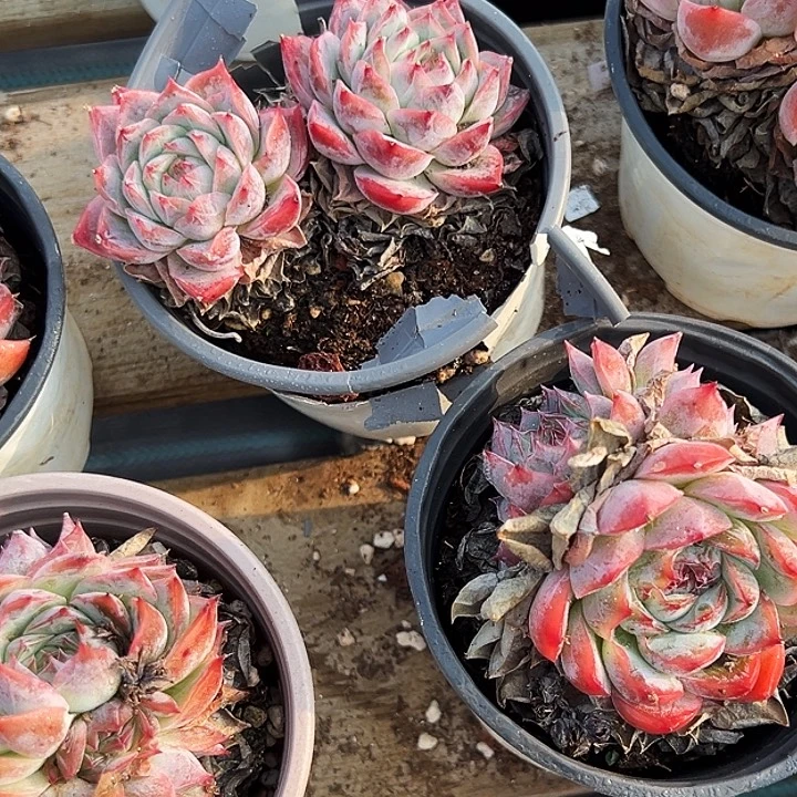 粉孤星群        福利多多