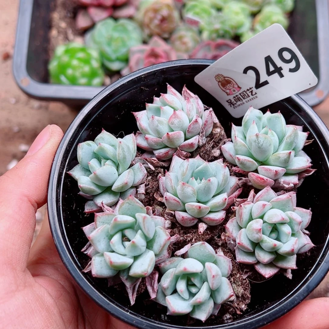 当前无花朵，栽培后可花朵