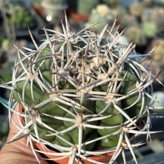 当前无花栽培后可以开花实生碧岩玉8.8冠服