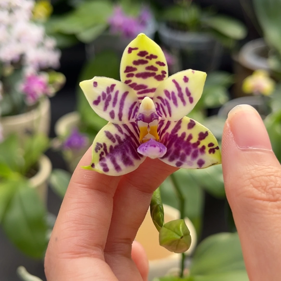 完全开放2.5寸3288开花株