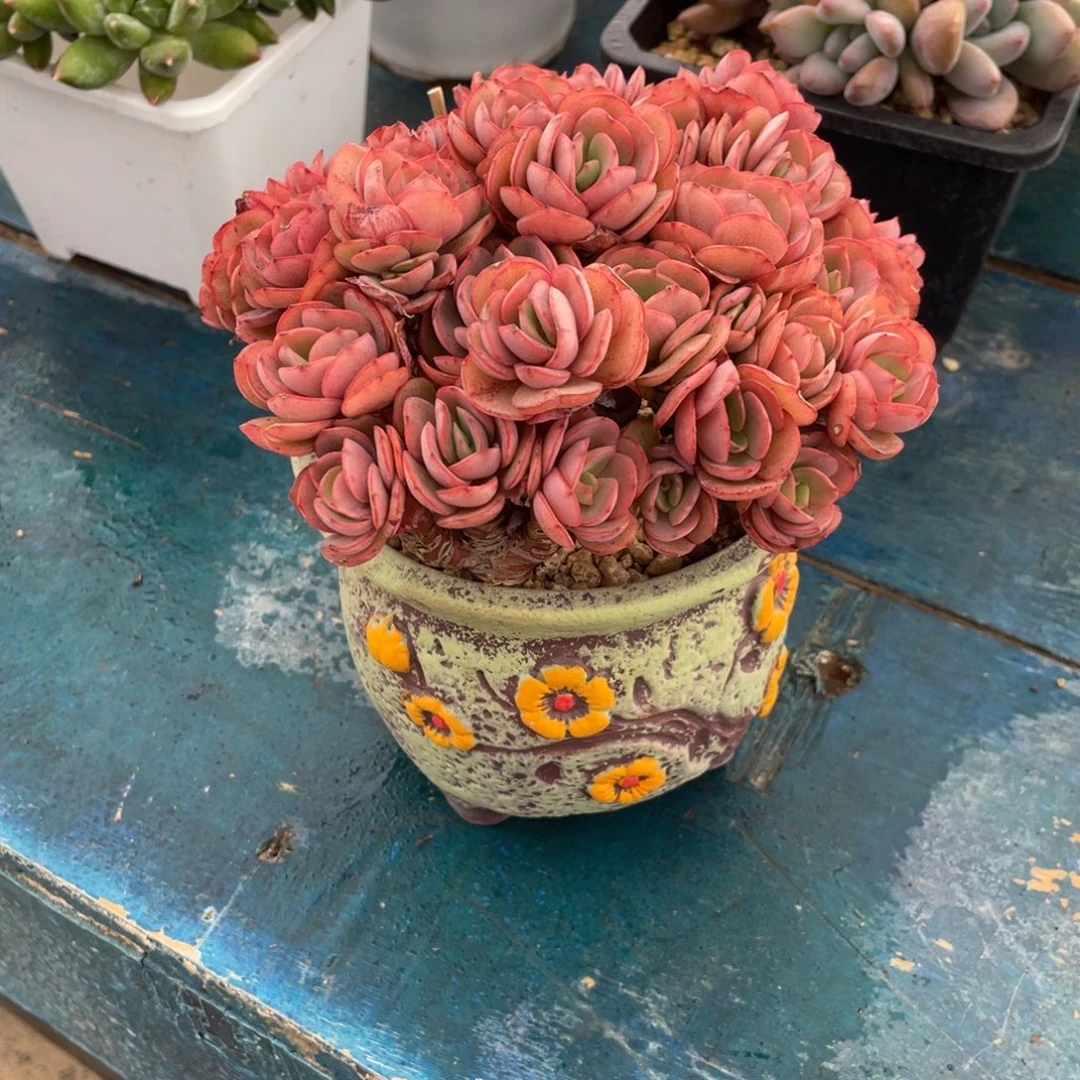 一物一拍中通快递