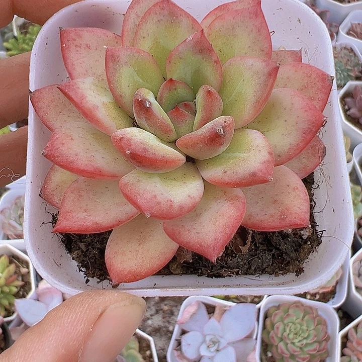 唇膏多肉19包邮植物
