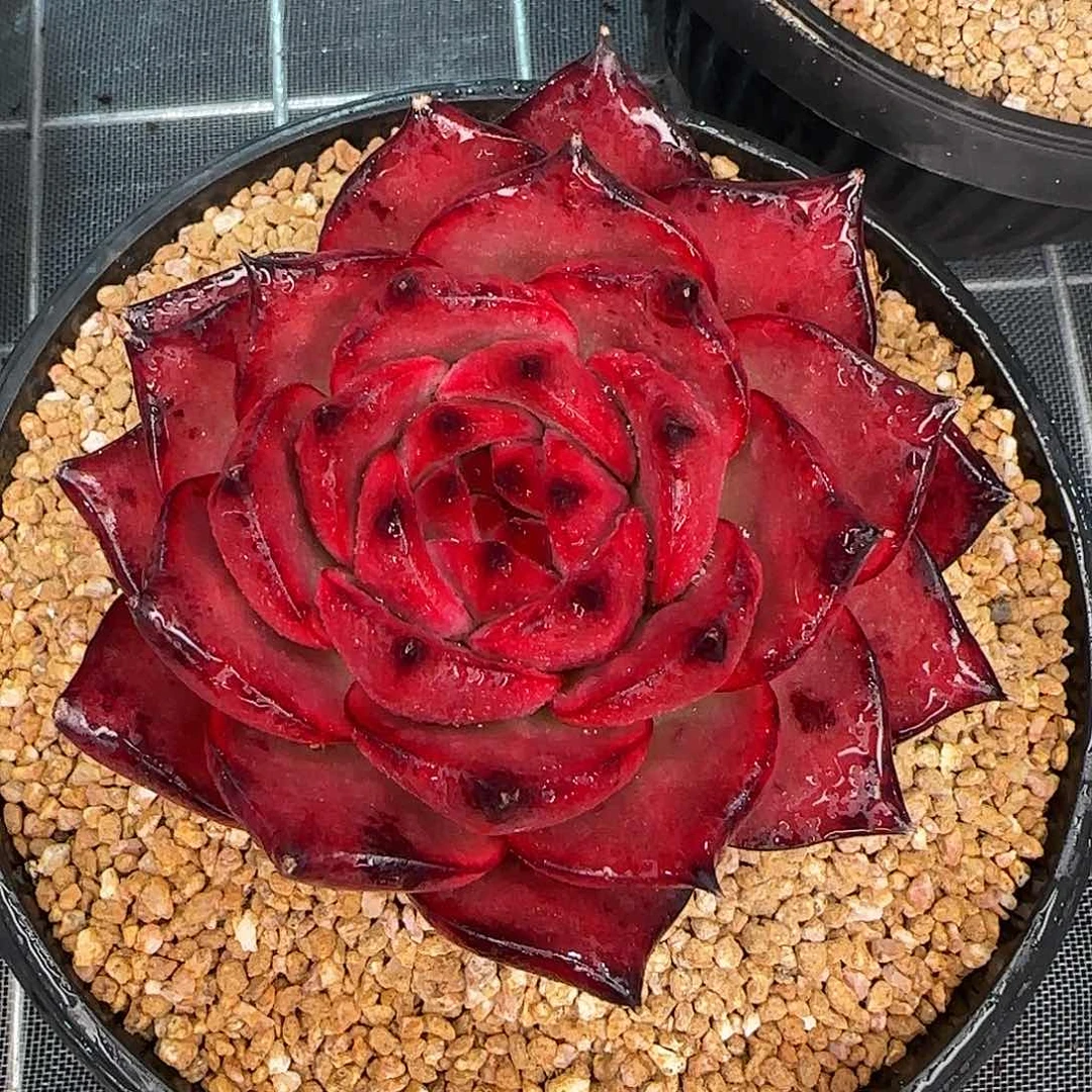 从前慢花园精选彩色吉拉姆