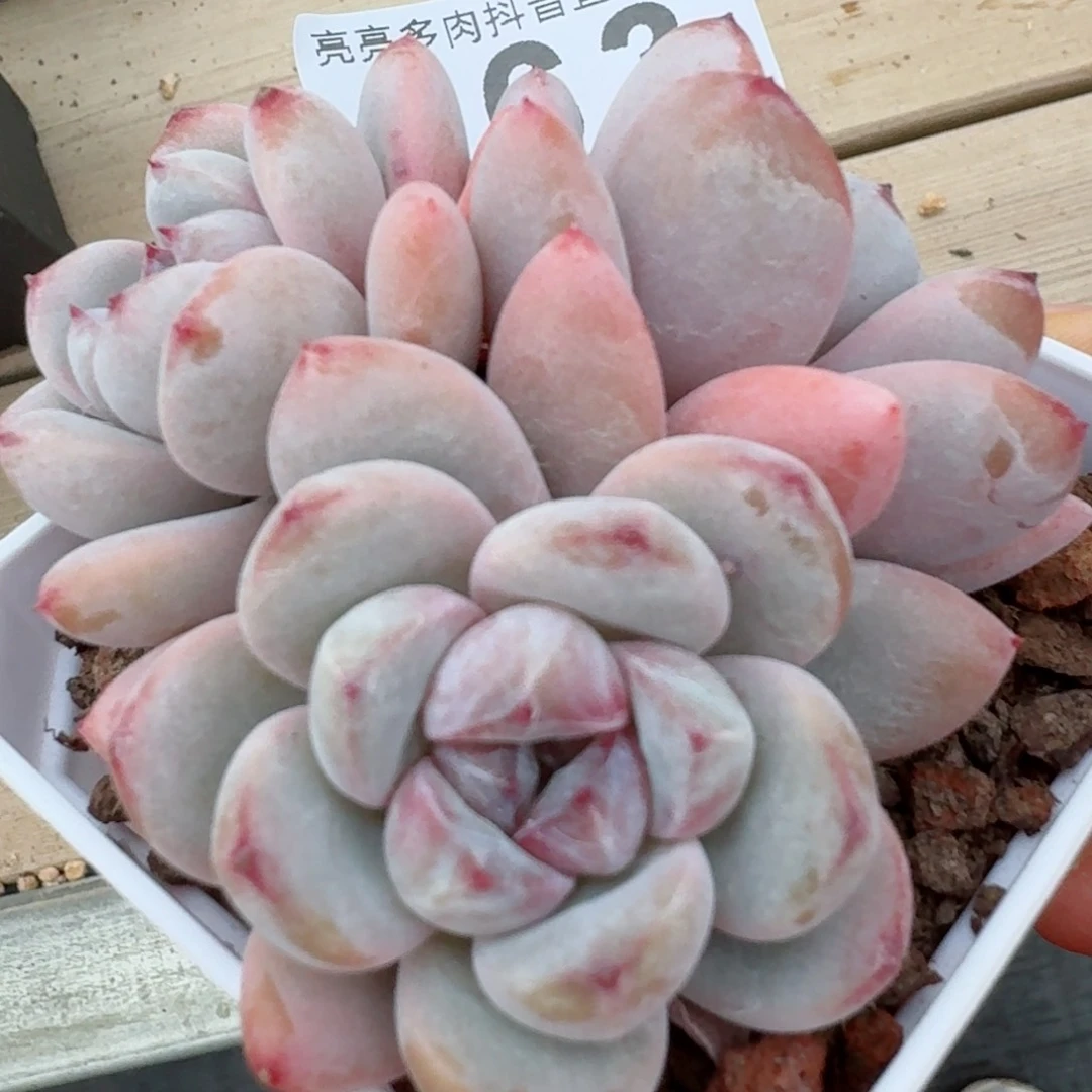 星星雪         精品多肉