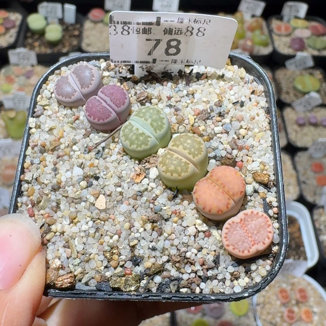 Sss精品便宜清了78