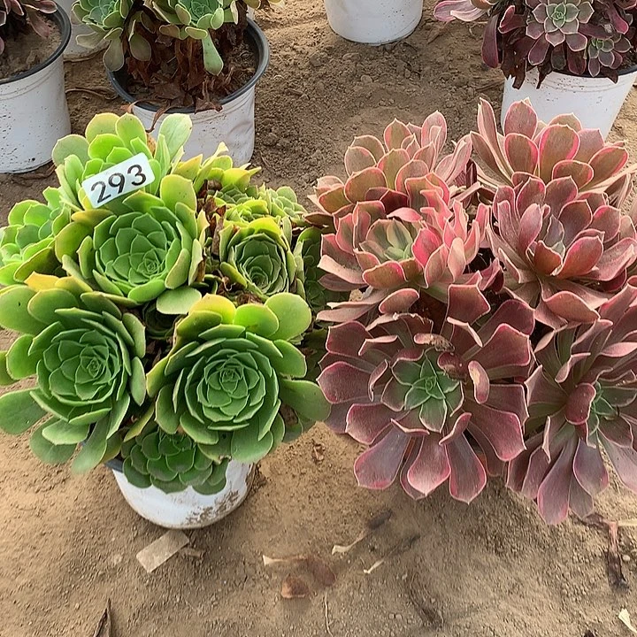 无花朵293绿杨蓉➕金丝缺多肉植物