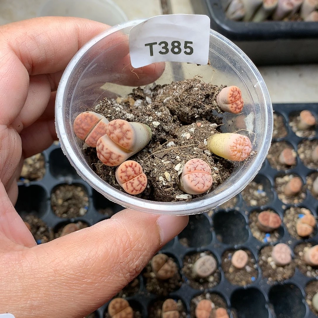 客****以T385多肉植物保护