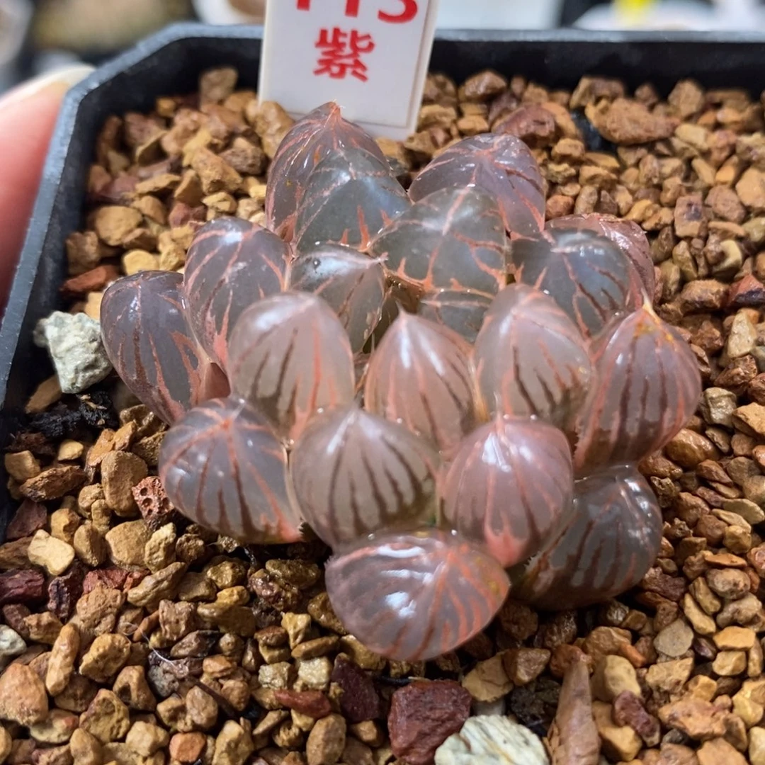 113糊斑霓虹灯玉露锦