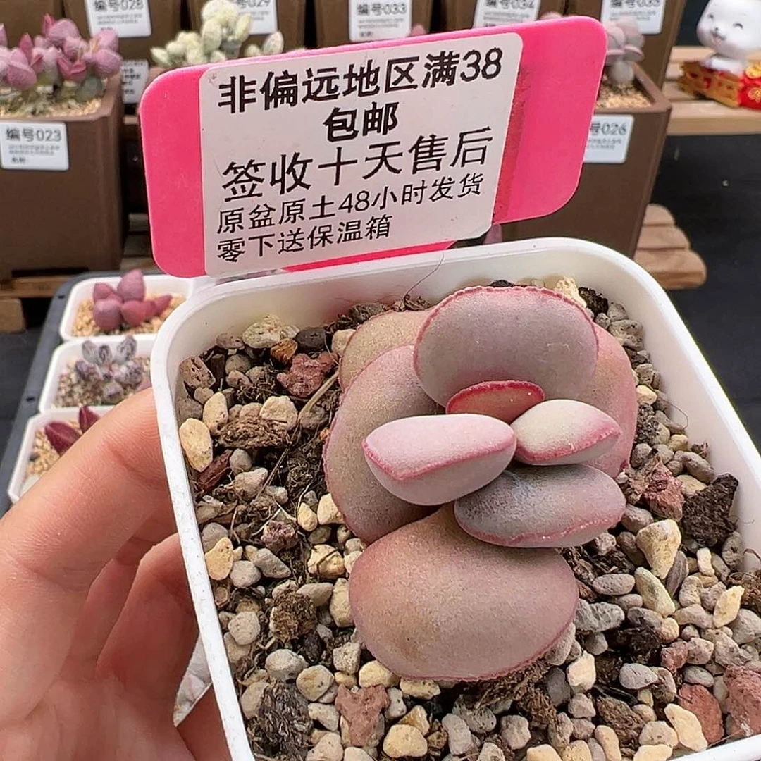 125白肌红蛋多肉