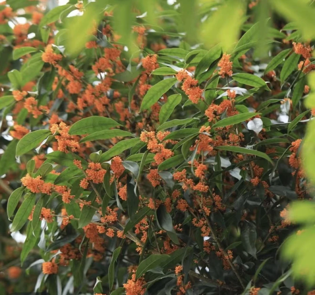 浓香型金桂花盆栽适合庭院