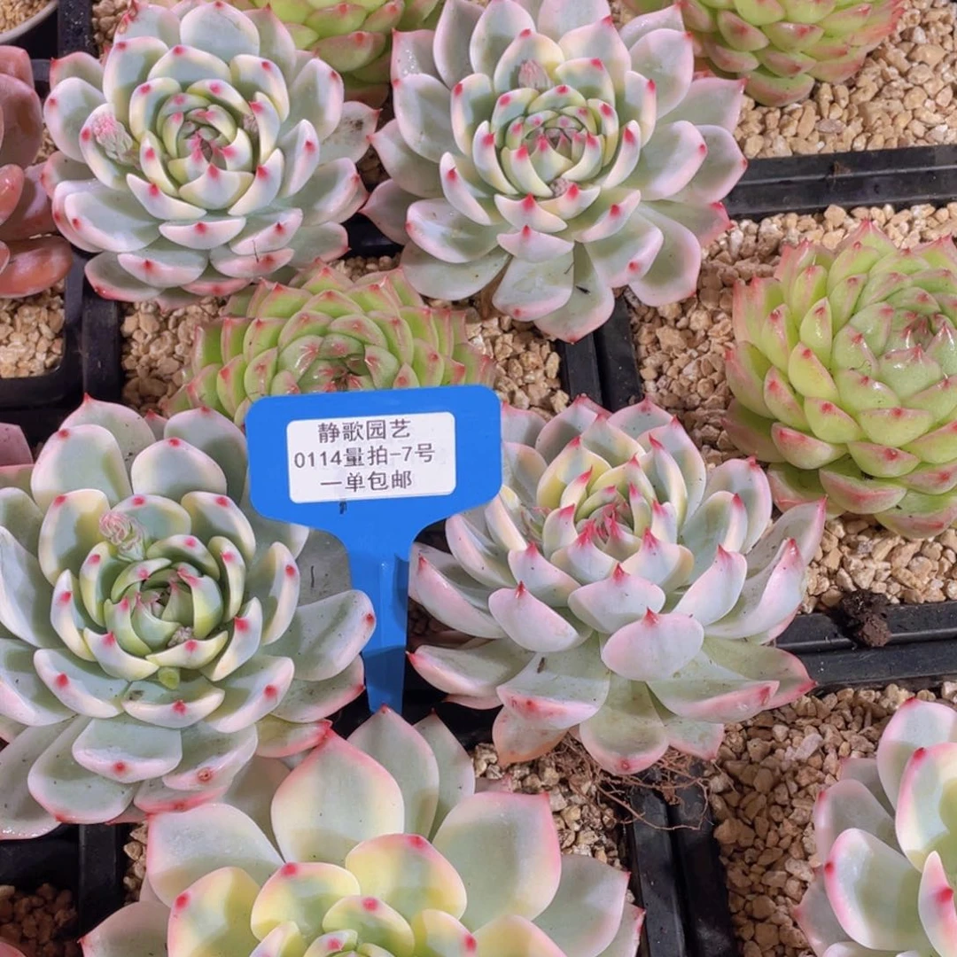 0114-7-大号母本吉娃娃锦福利一颗