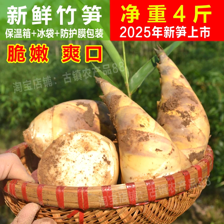 2025当季马蹄笋春夏鲜笋绿笋甜笋脆嫩爽口鲜竹笋去根泡沫箱冰袋装