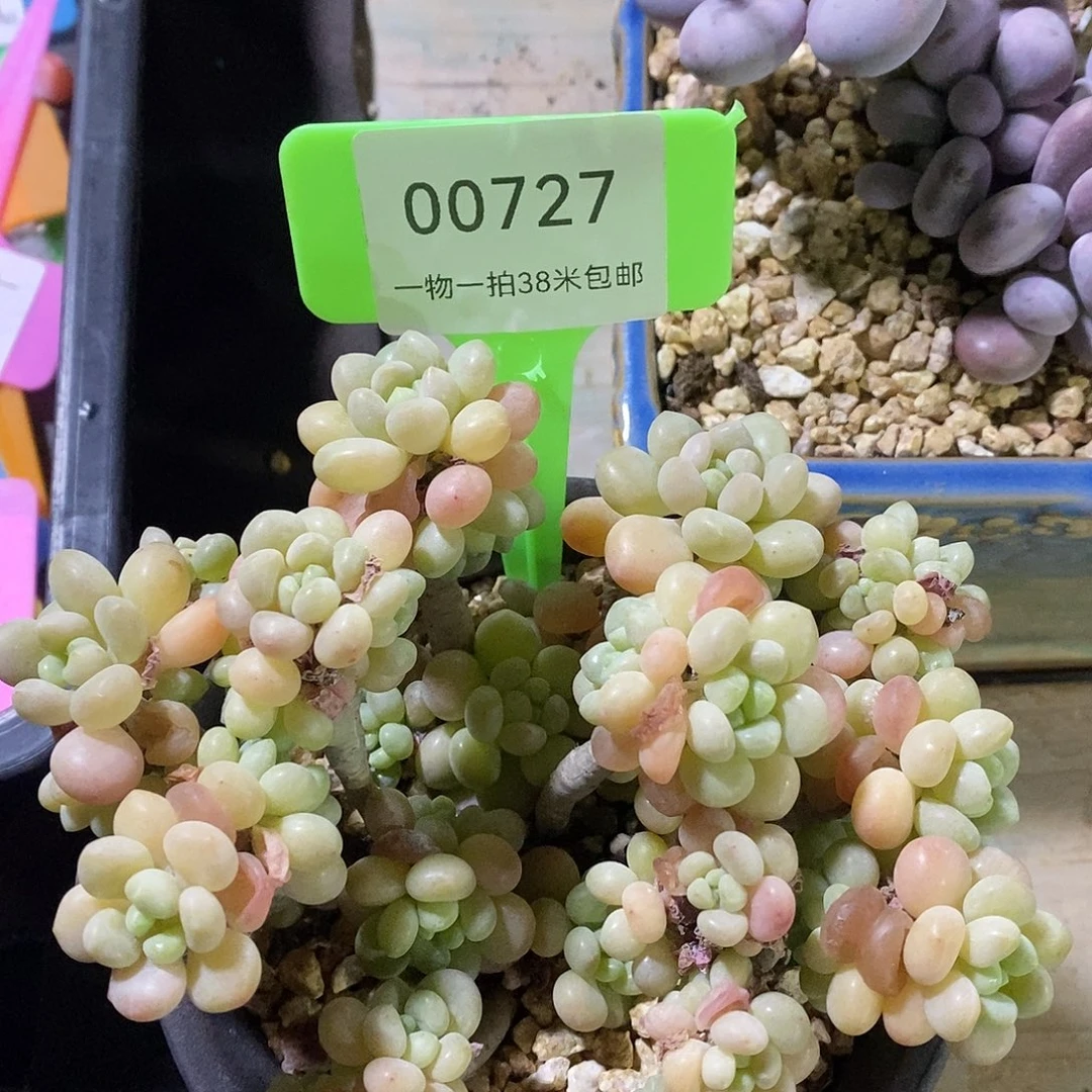 00727，楼咯哦哦哦哦哦哦