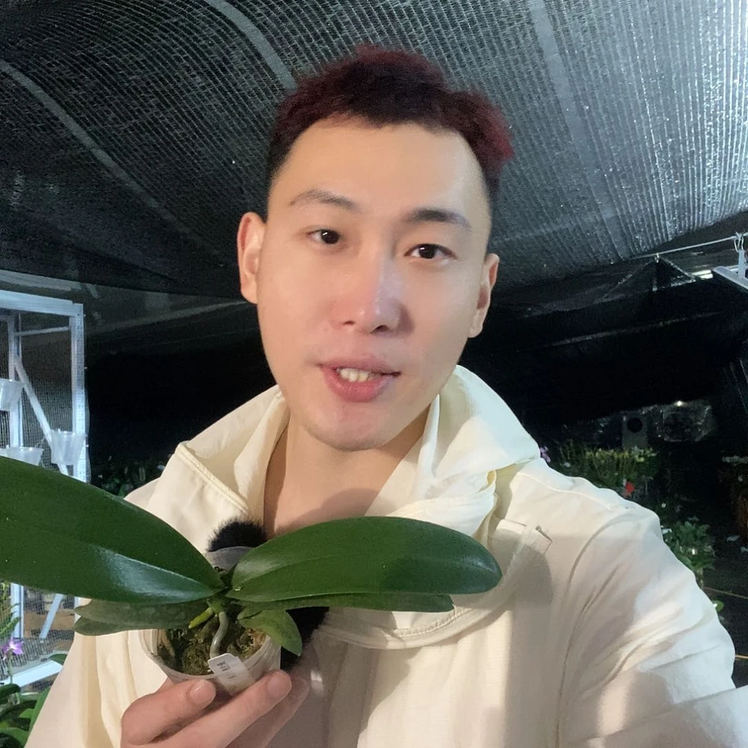 无花朵变色龙蝴蝶兰