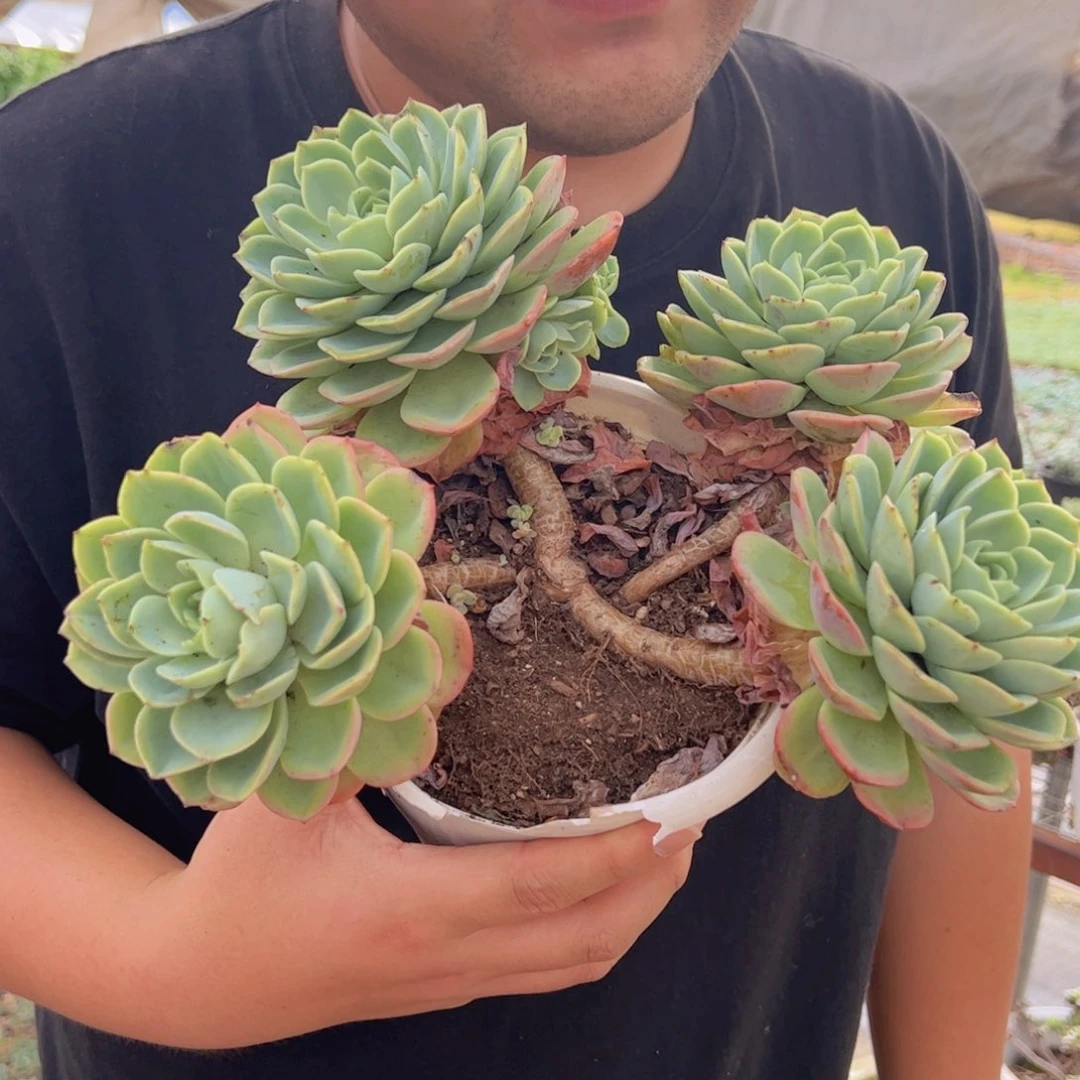 哈密瓜四大头起发