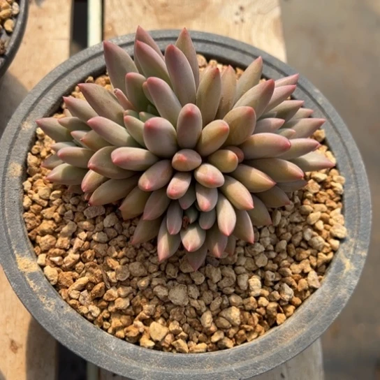 胖***贵红蜻蜓 夏鸣园艺