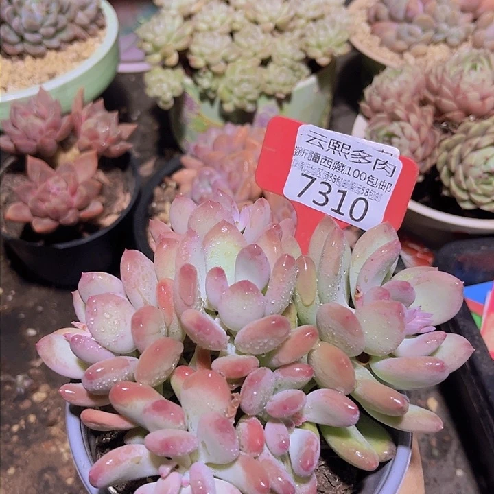 7310三日月美人。