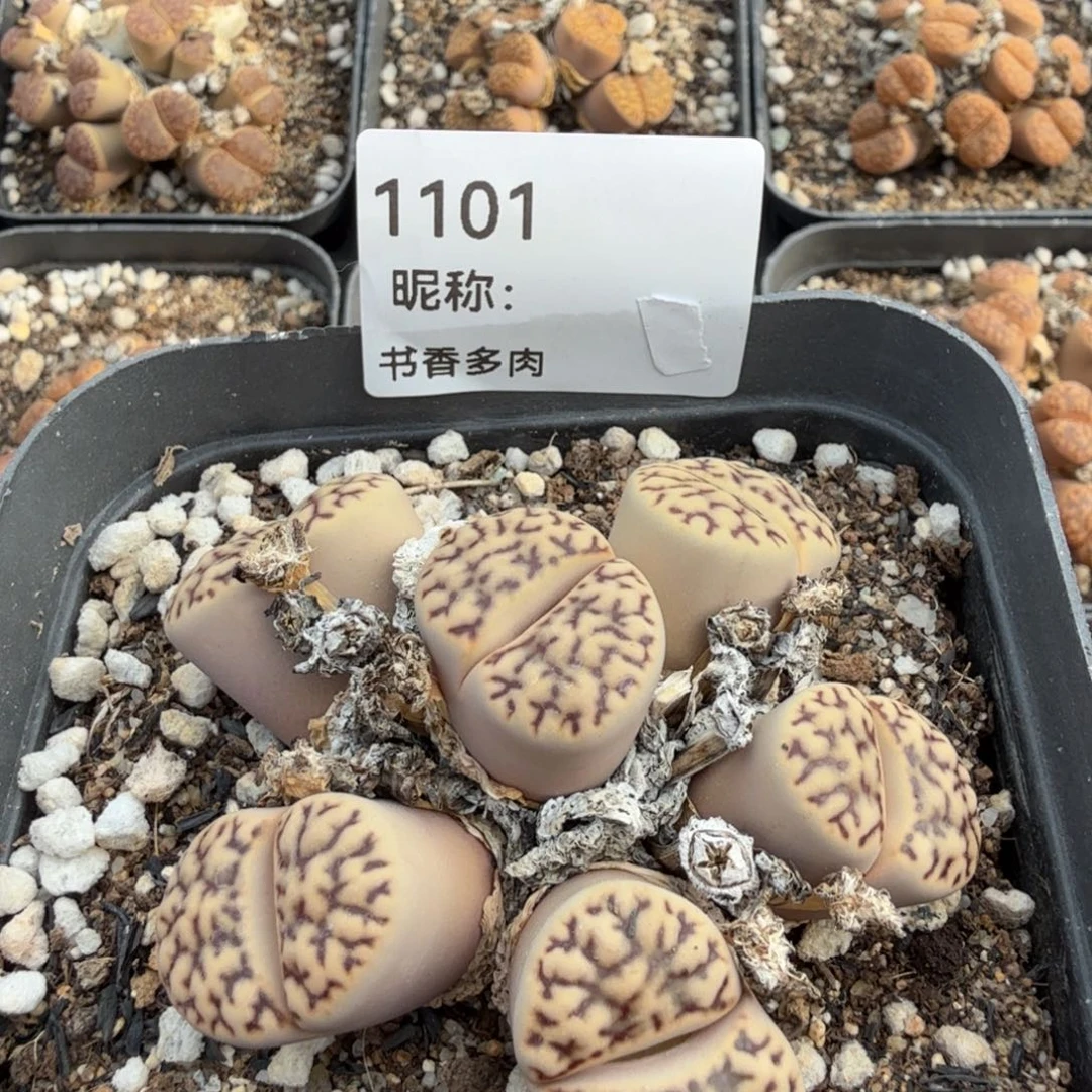 多肉植物多肉植物多肉植物