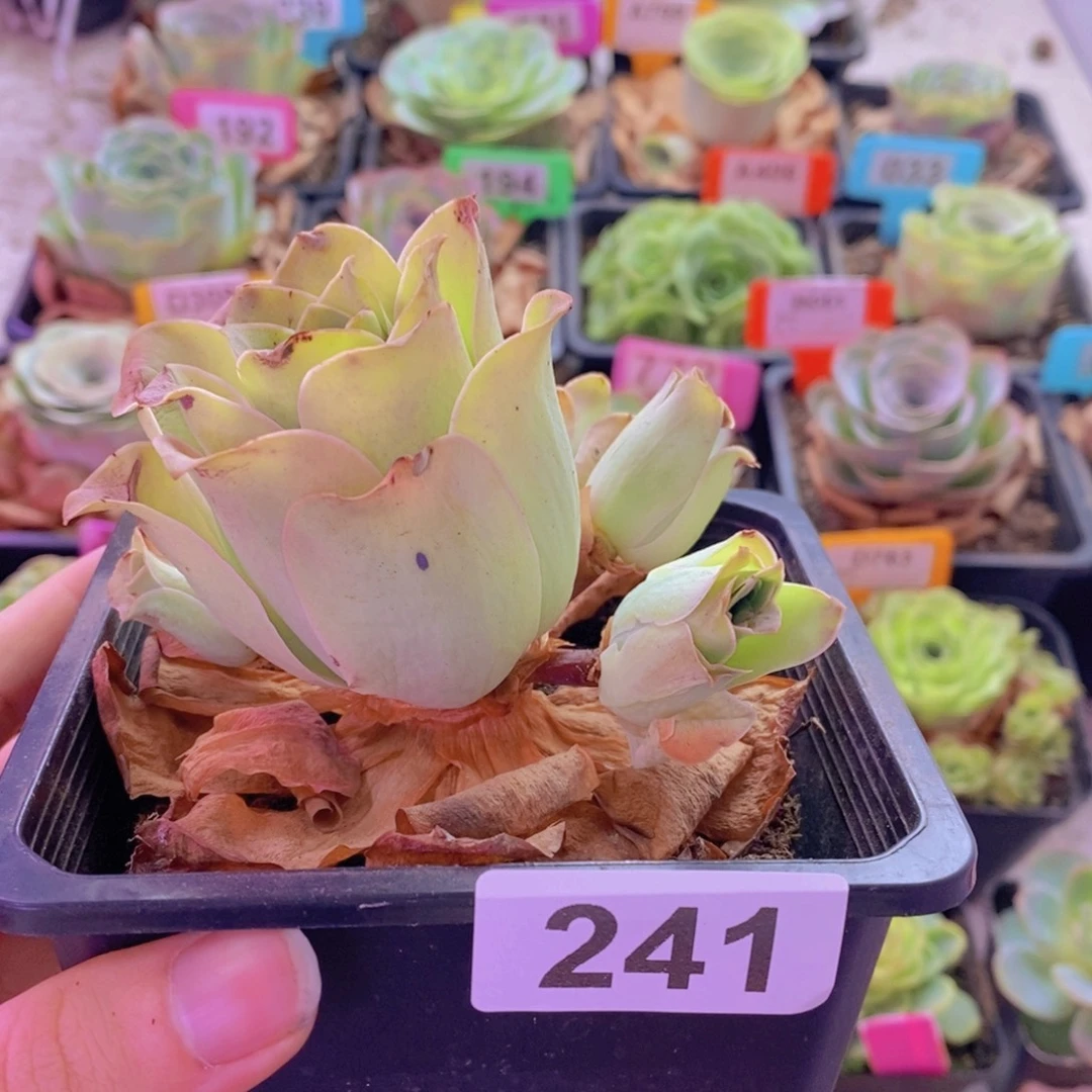 山地玫瑰一物一拍241