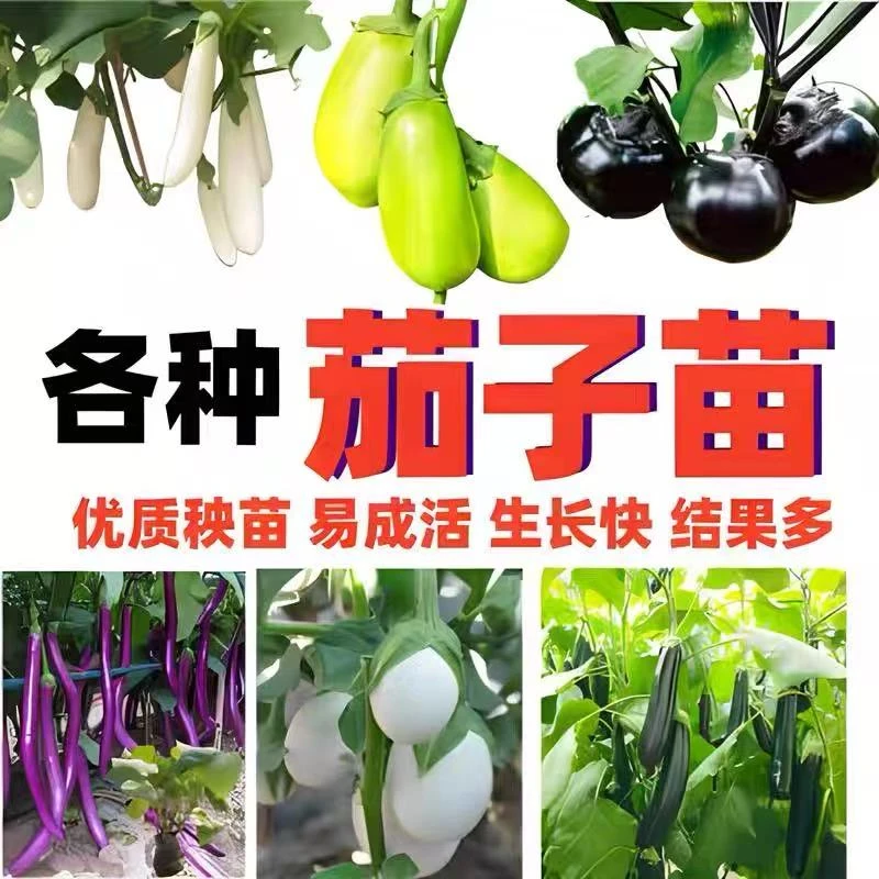烧烤茄子圆茄苗杭茄苗蔬菜种子苗地栽盆栽南方蔬菜苗蔬菜秧苗
