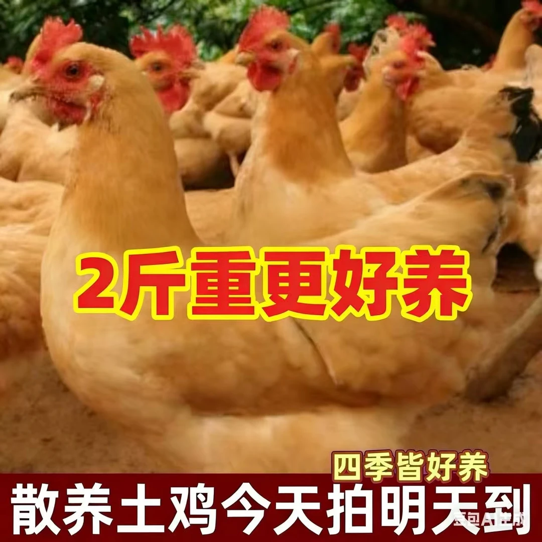 农村散养土鸡正宗一斤七粮食鸡【到手5只】