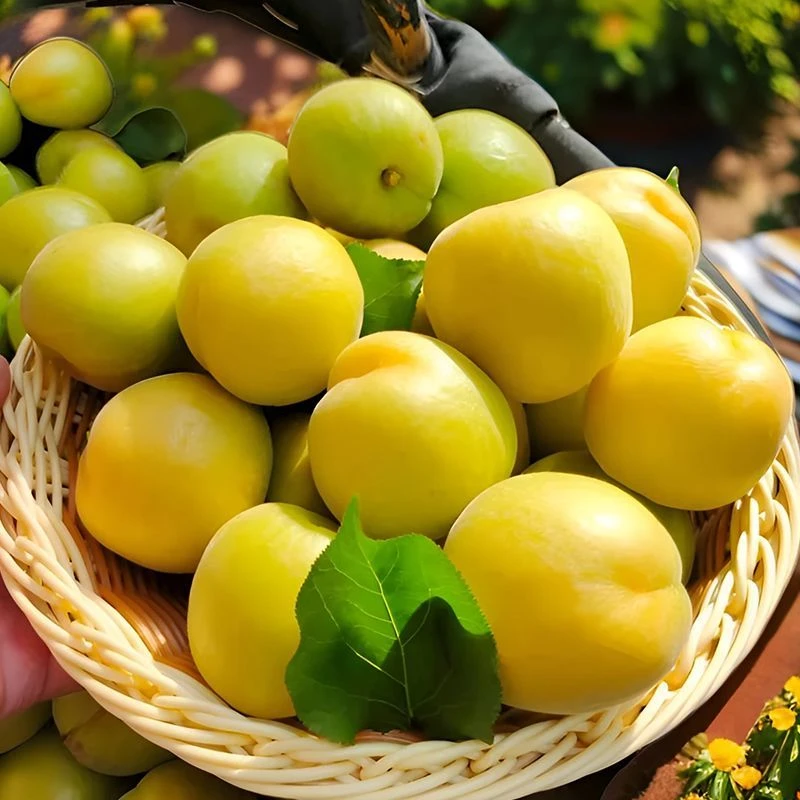 【现货直发】新鲜酸爽微黄杏 子应季水果 整箱包邮现摘酸杏孕妇水果