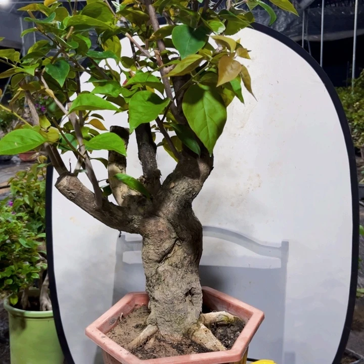 当前无花栽培后可以开花150