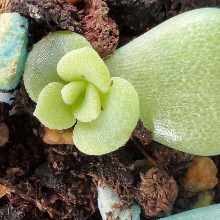 甜心多肉植物一片发芽的