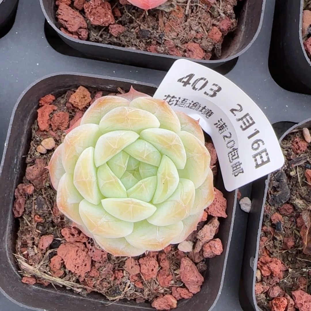 花语逸境0216-403